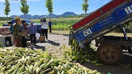 東高村鎮 復墾田里“金”滿地，三百余畝玉米迎豐收